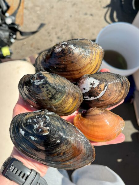 潮水馬基特的圖像