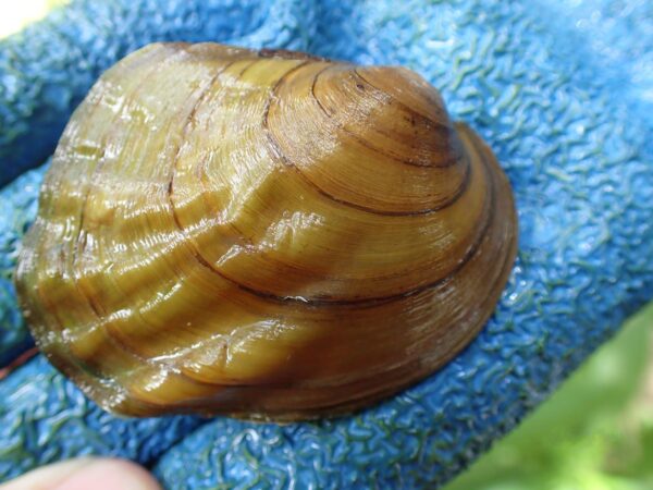 特雷里奇的圖像