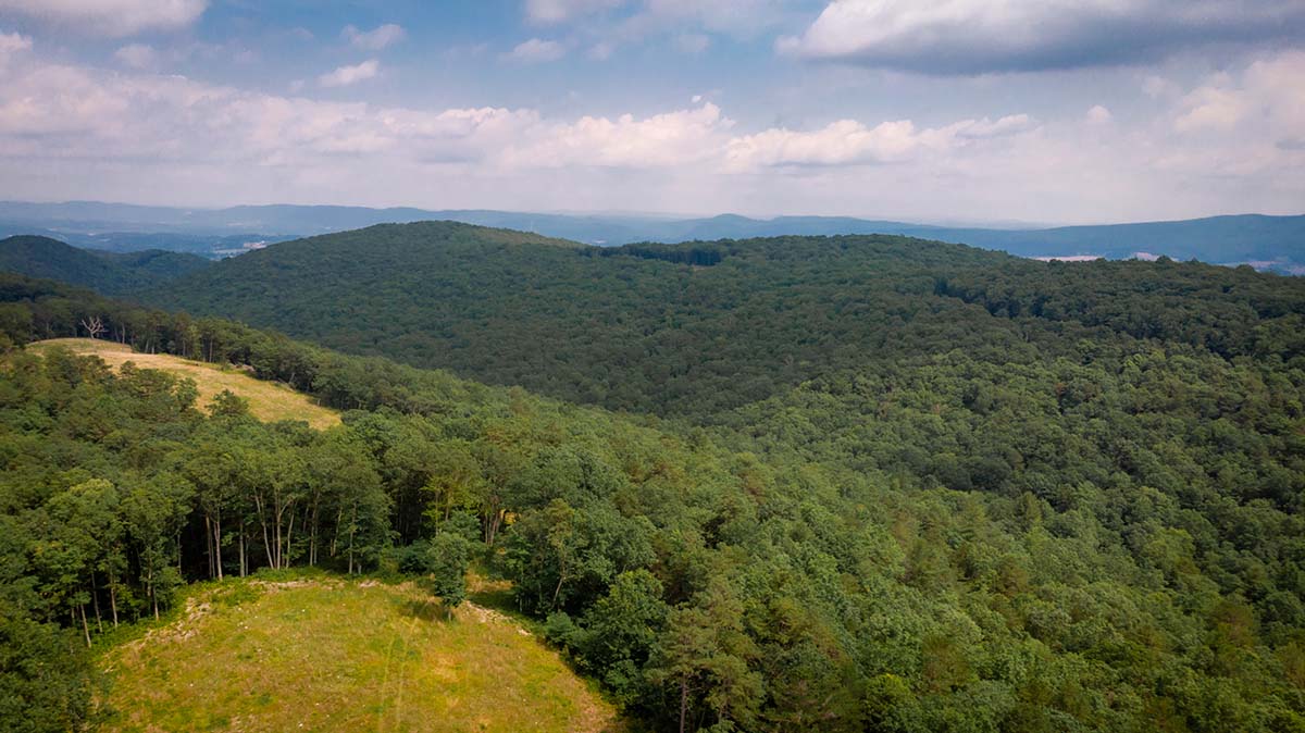 大調查 WMA 有很多森林土地供狩獵