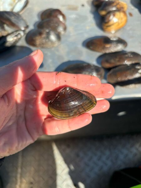 三角飛船的圖像