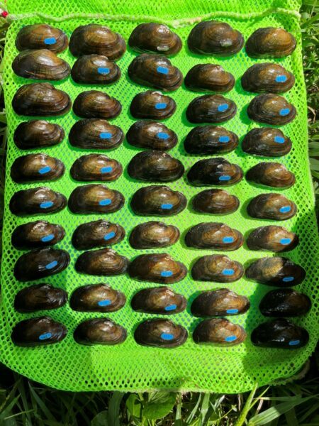 Brook Floater 於2024 釋放，並於2025 重新捕獲。圖片 © 凱拉·霍華德-DWR