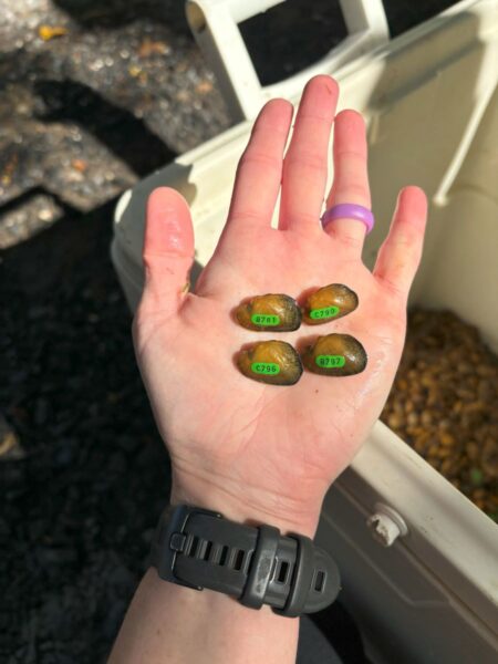 布魯克弗洛特的圖像