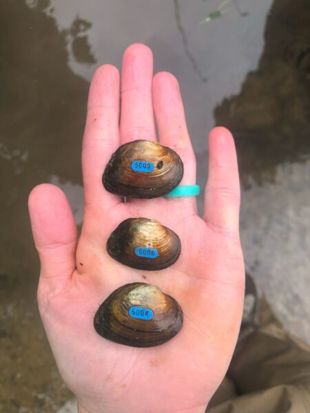 皮貝殼貝的圖像