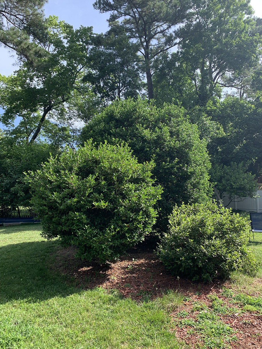 郊區草坪上灌木的圖像