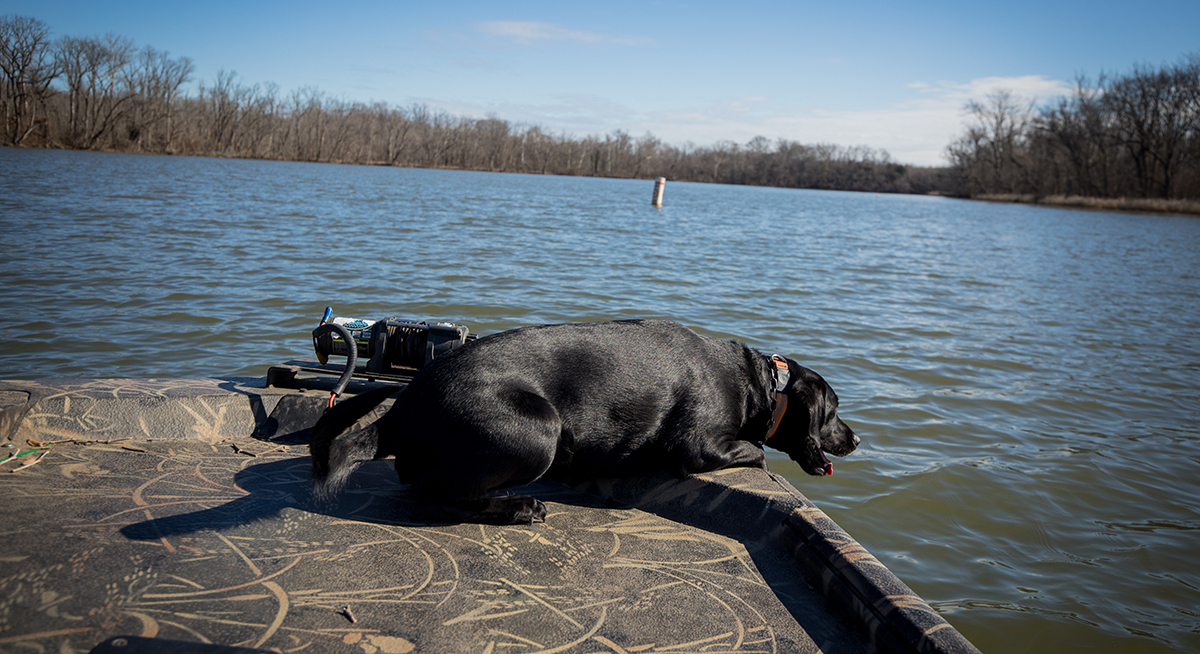 K 9 貝利在人體遺體檢測工作訓練期間。