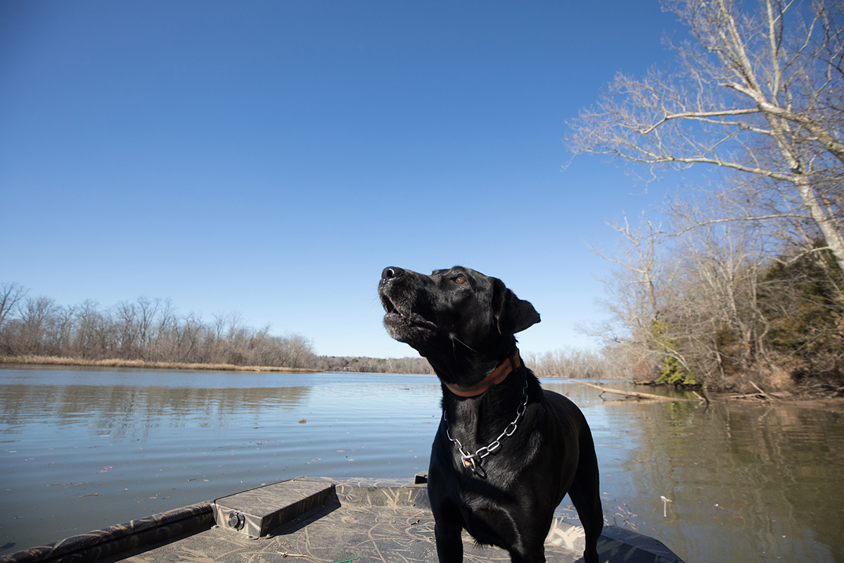 K 9 貝利站在碼頭上;再見貝利,祝你退休愉快