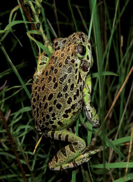 棕色的樹蛙的圖像