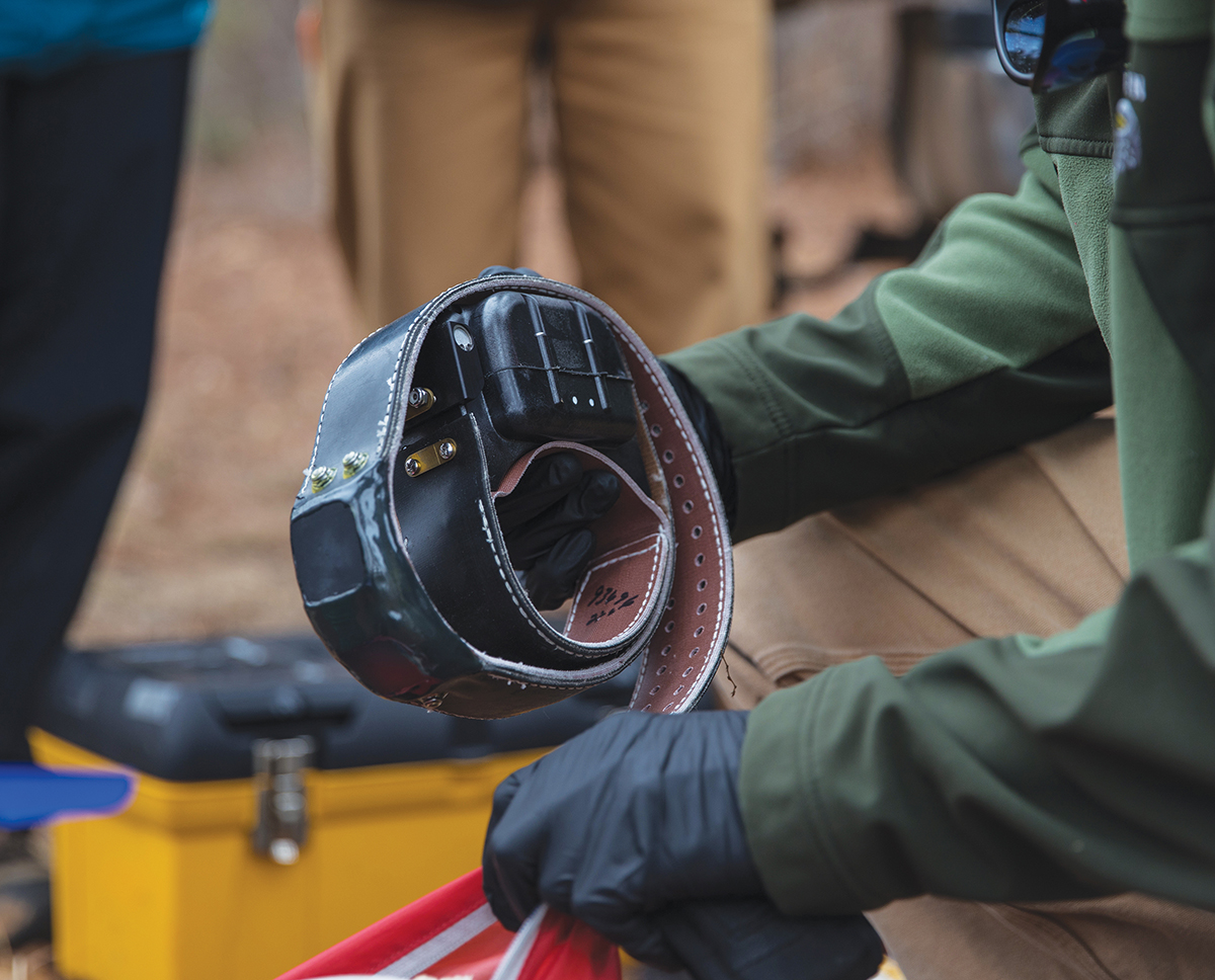 其中一個 GPS 項圈。