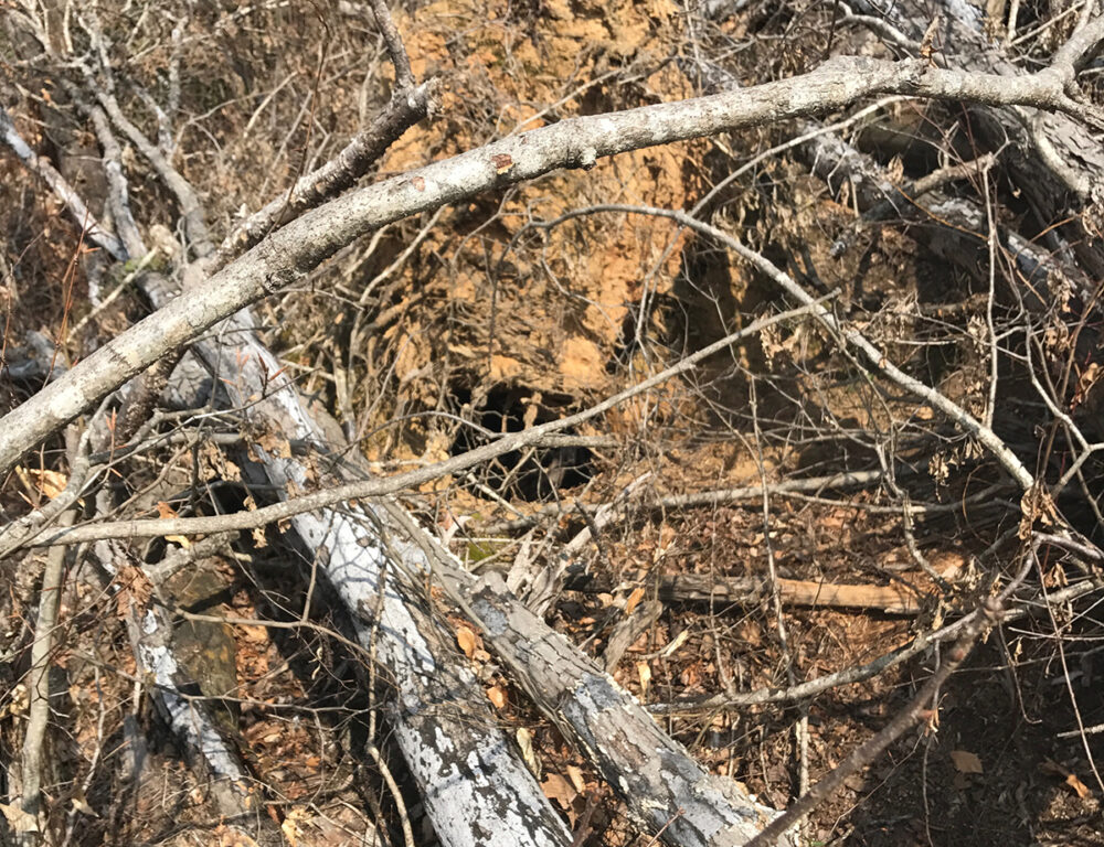 地面上的一個洞穴被風暴碎片覆蓋,其中包含黑熊巢穴的圖像
