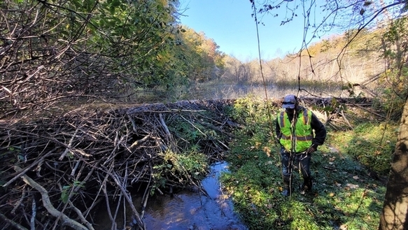 一位生物學家站在沼澤裡右邊，左邊有一隻海豚。