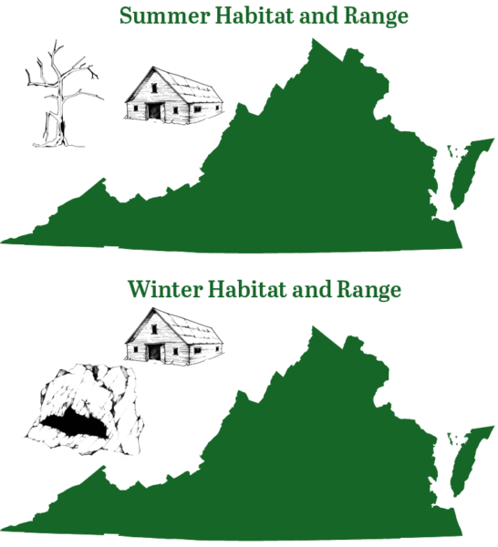 大棕色蝙蝠冬季和夏季系列