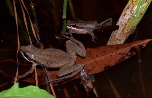 布里姆利合唱青蛙的圖像