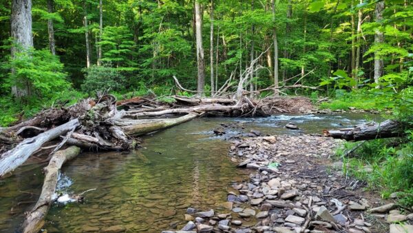 理想的布魯克棲息地的描述。© 邁克歐文-美國森林局