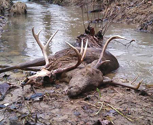一張死去的鹿躺在溪流中的照片。