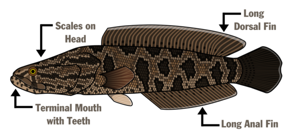 一個北方蛇頭命名解剖學的插圖-頭上的子，末端口帶有牙齒，長的背翅和長的肛翅。