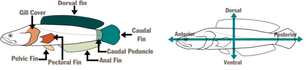 兩隻插圖魚的圖表。第一個，左側，命名魚的部分-罩，背翅，尾翅，尾翅，尾翅，肛翅，胸翅和骨盆翅。第二個位於右側，有一個水平和垂直箭頭，命名魚的區域-前面，背部，後部和腹部。