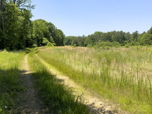 格林伍德森林路。