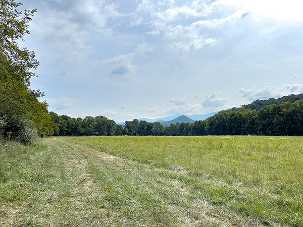 東方鳥類像警衛一樣排在田野邊緣，而普通的烏鴉從孵化場建築物後面的田野中的樹木呼叫。照片來源：麗莎·米斯