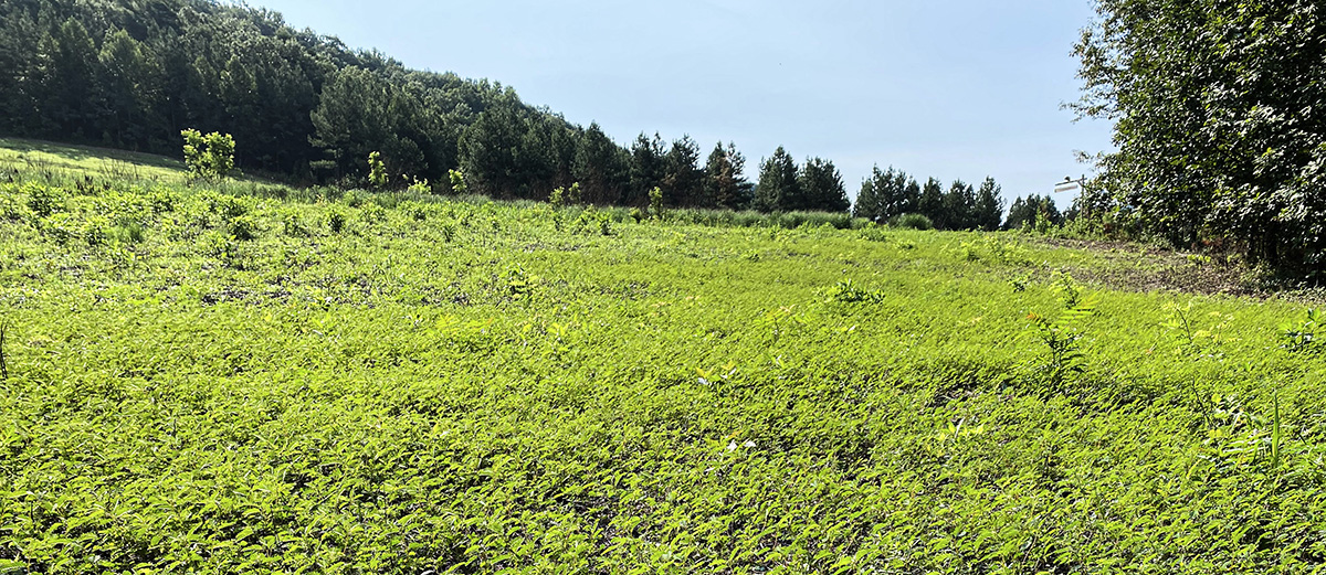 被噴灑和燒毀的雪松葉區域，使本地的 Partridge 豌豆佔據該地區
