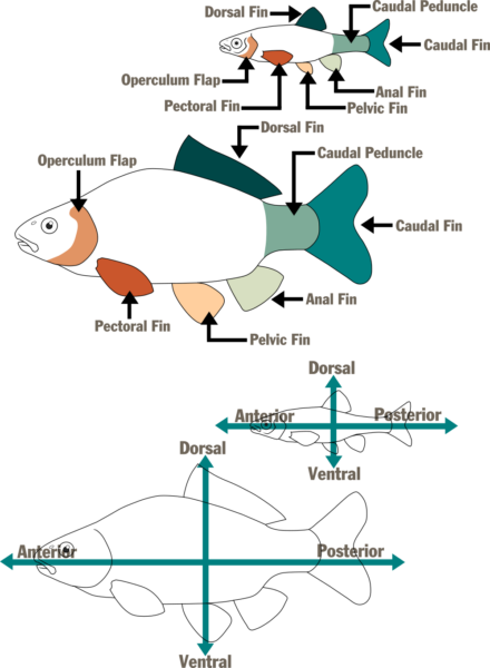 說明魚的部分和翅膀的插圖。
