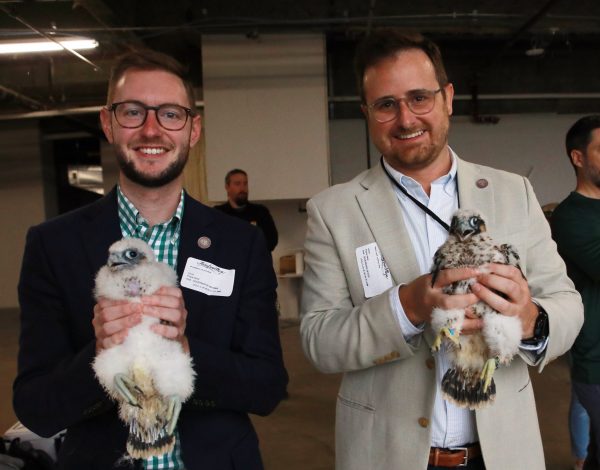 綁帶後的野鷹小雞(女左,雄性在右側)