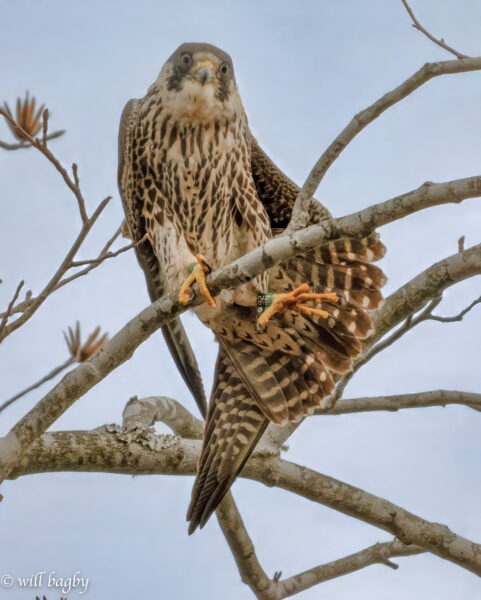 92 /BN 獵鷹（來自 2024 母子的「紅色」）伸展在樹枝上。