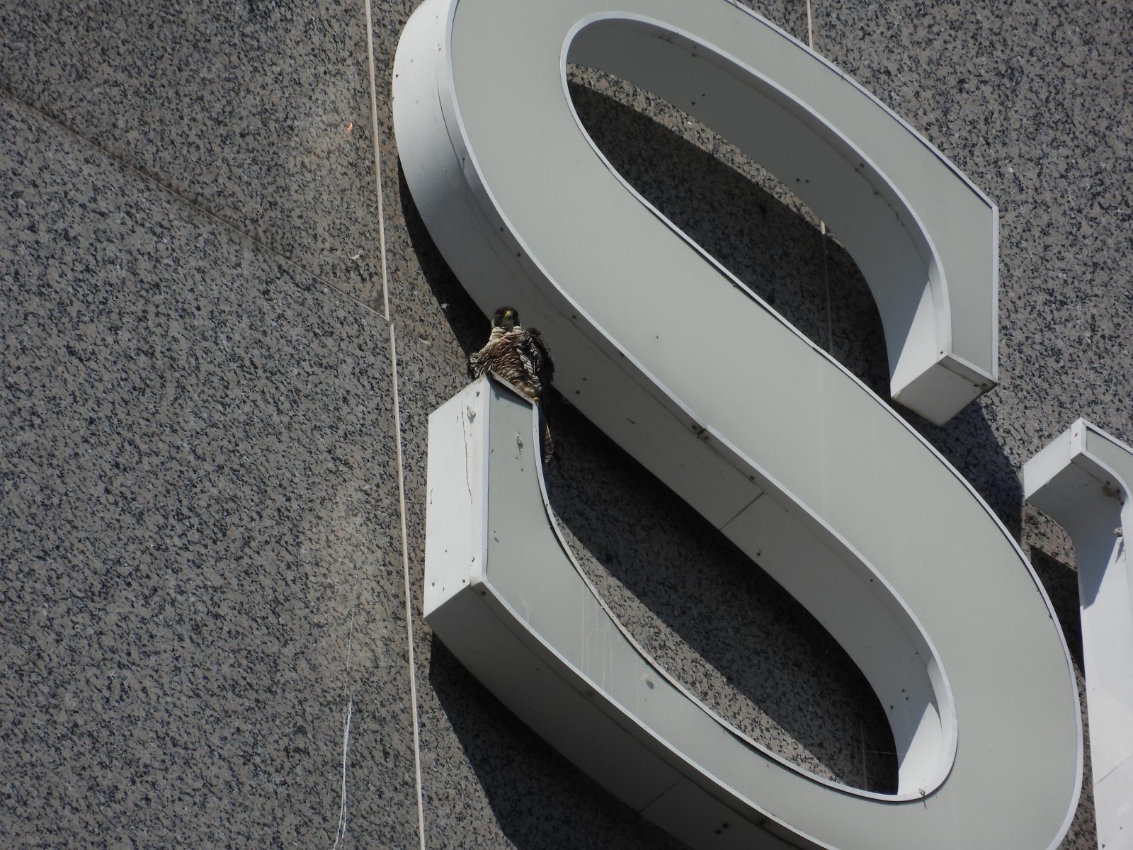 成年女性坐在太陽信託建築標誌之一的頂部。