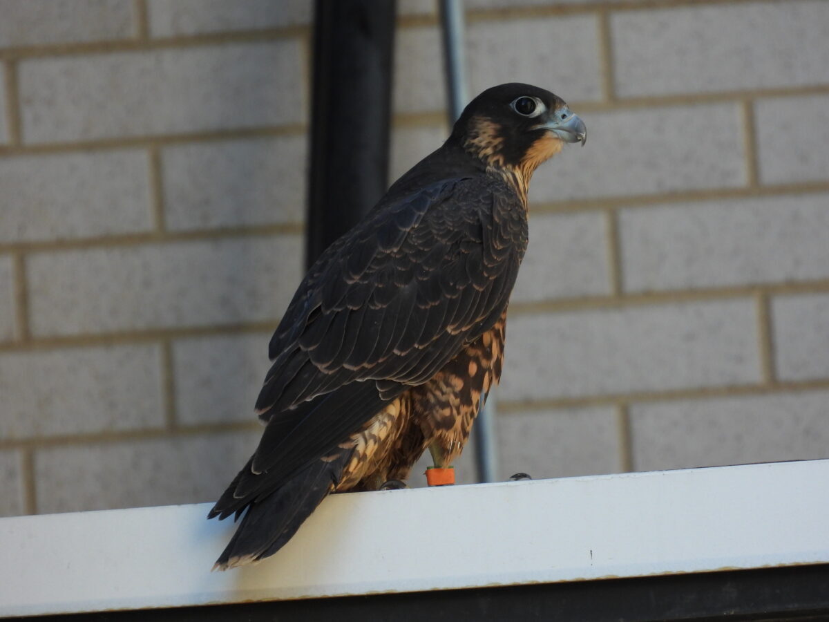 飛往十萬銀行停車場前看到的「橙色」