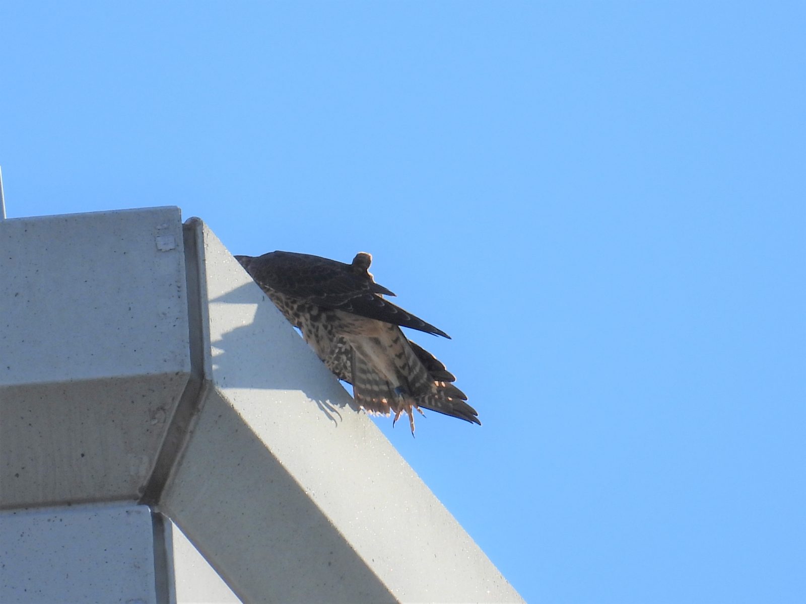 青少年男性（藍色），腳伸展開，可以識別他。