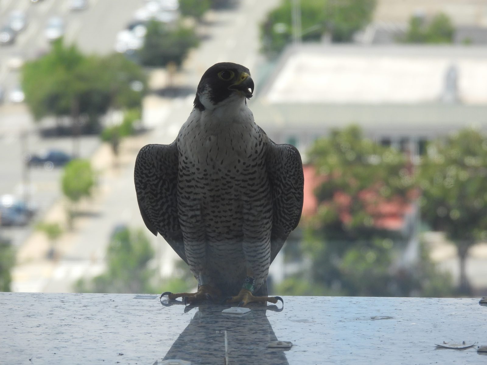太陽信託大樓西邊緣上的成年女性。