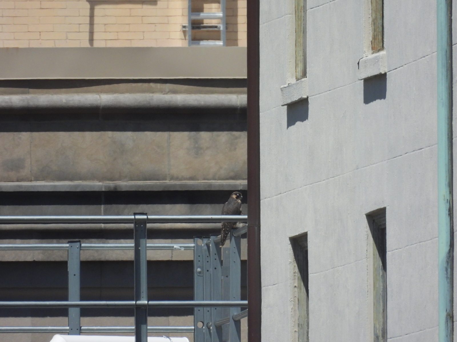 青少年女性（橙色）坐在太陽信託大廈西面的建築物的屋頂上。