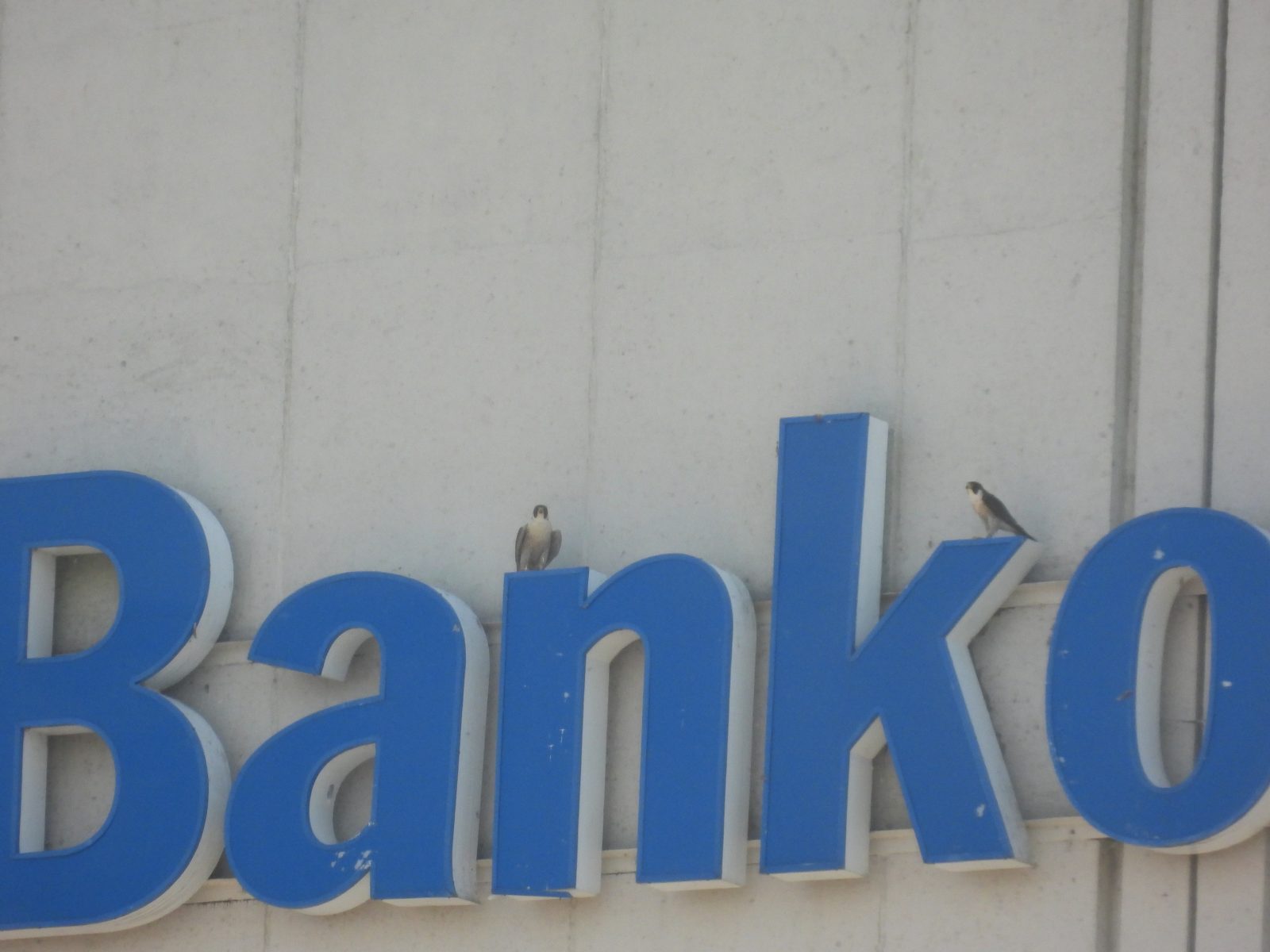 成年女(左)和成年男性(右)坐在美國銀行大廈上面向西的標誌上。