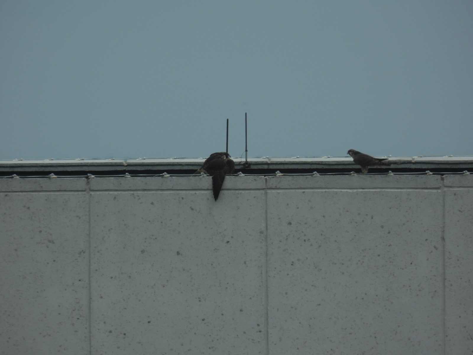 紅色（右）接近黃色（左），她發出聲音並採取防守姿勢。