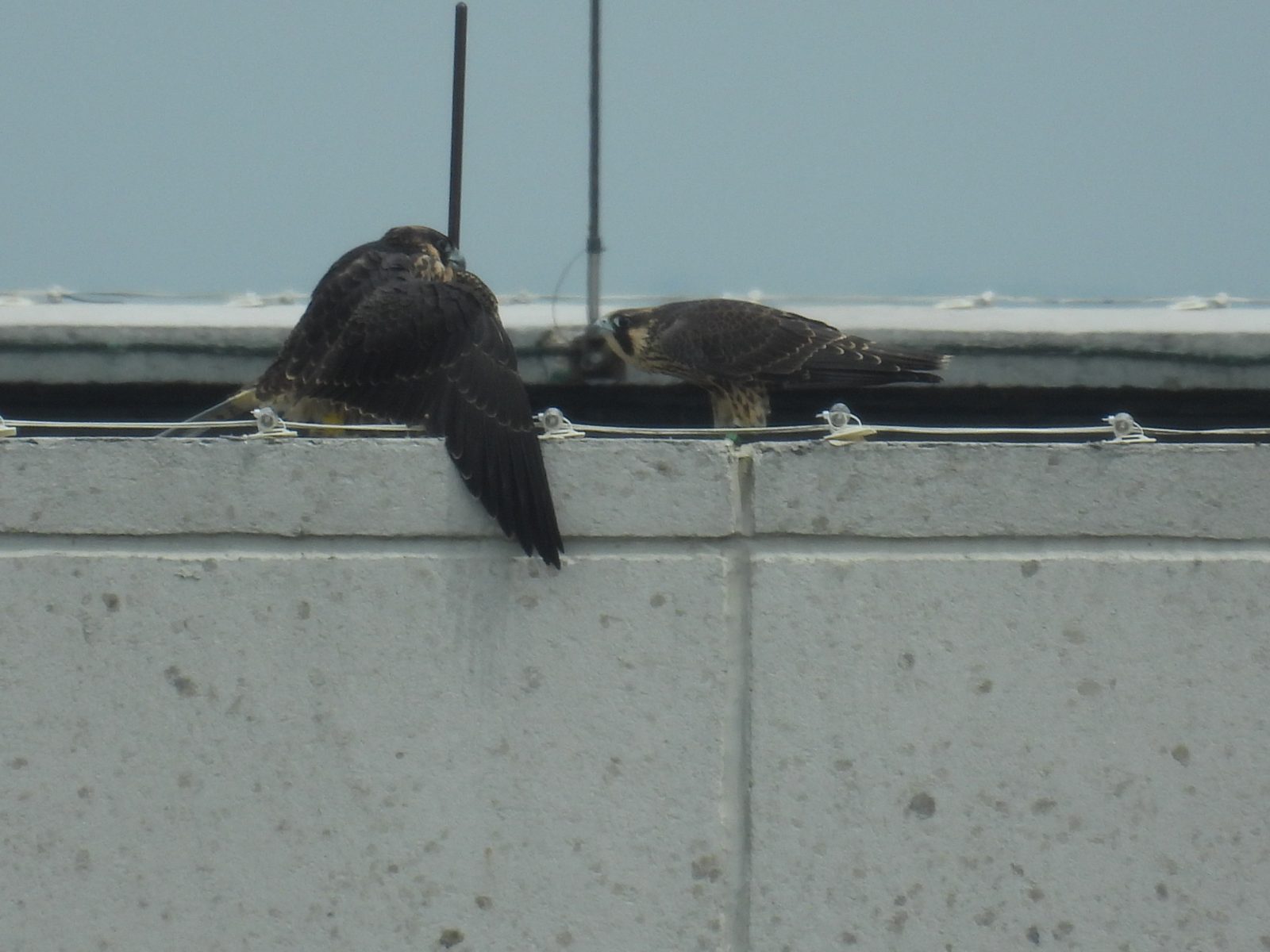 紅色（右）接近黃色（左），並向她彎曲數次，同時保持防守姿勢。