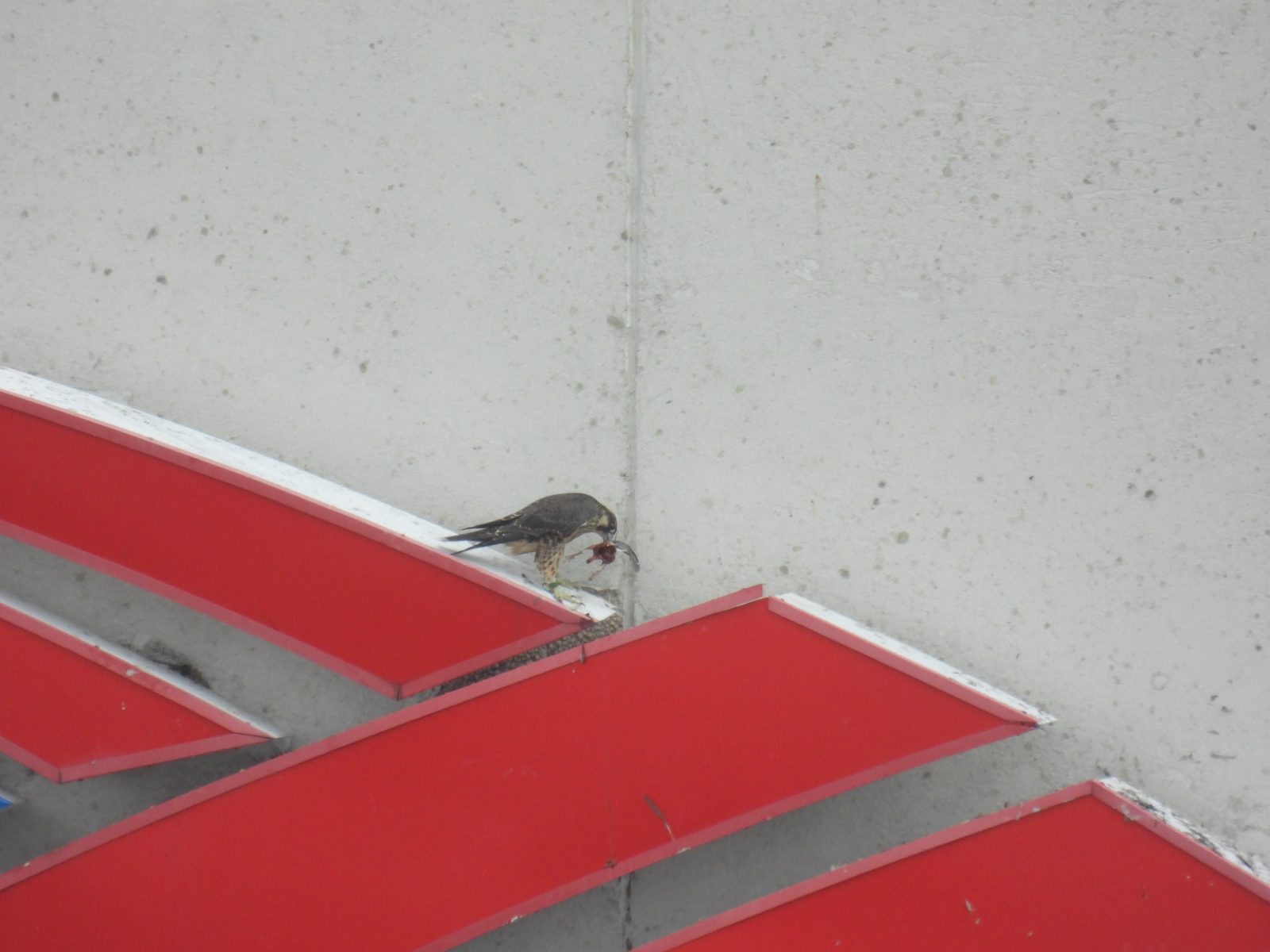 紅色，其彩色膠帶掉了，美國銀行標誌上有獵物品。