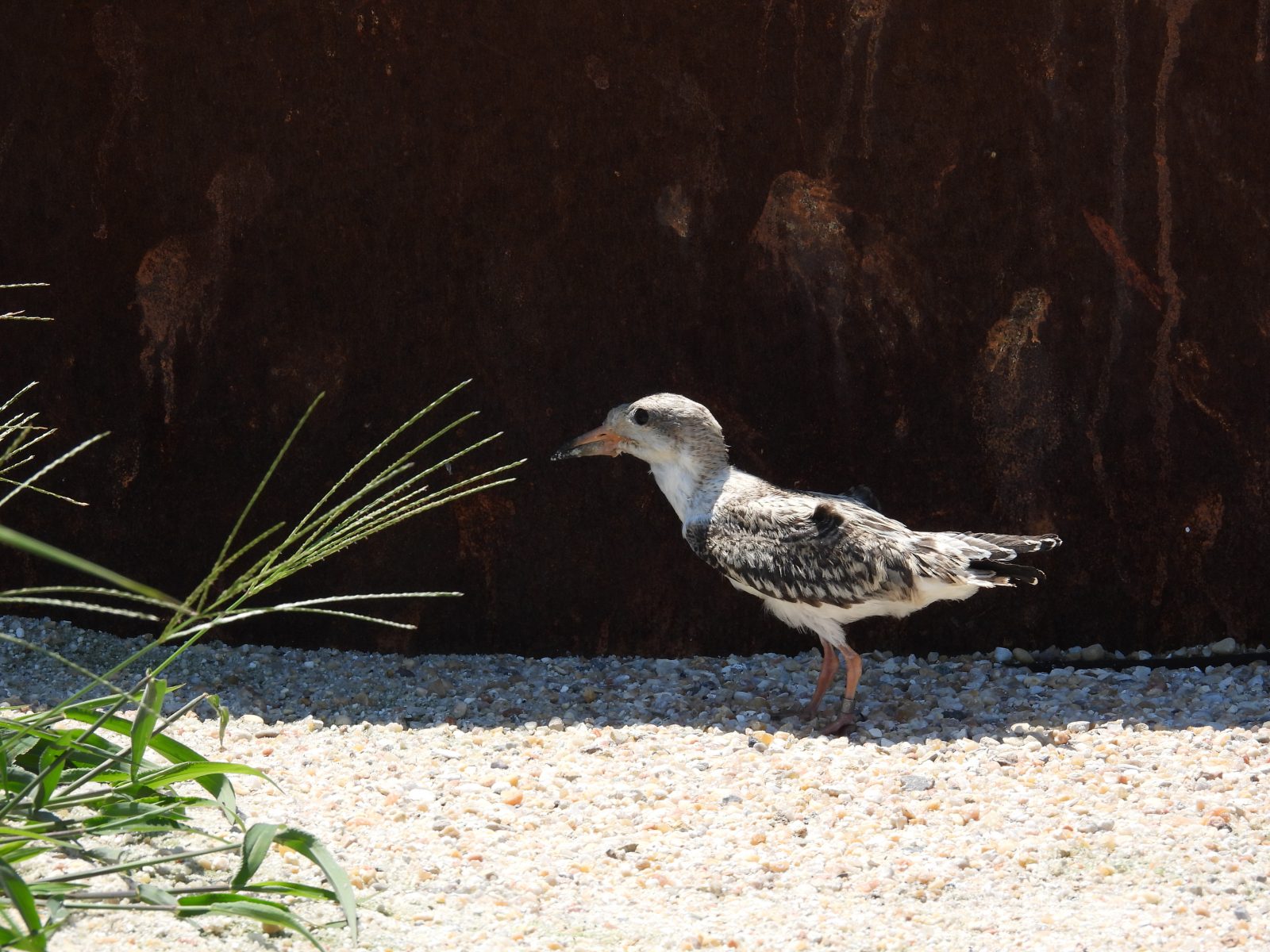 在我們的調查中觀察到的黑色小雞還沒有發育。