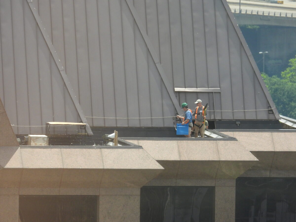 被捕獲後，工作人員將黃色返回巢箱。