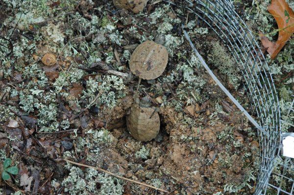 兩隻木龜在圍繞巢地的受保護網格容器內孵化的圖像