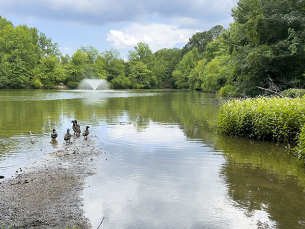 從日食轉變為繁殖羽毛的雄性綠草在其中一個湖泊避難。照片來源：麗莎·米斯