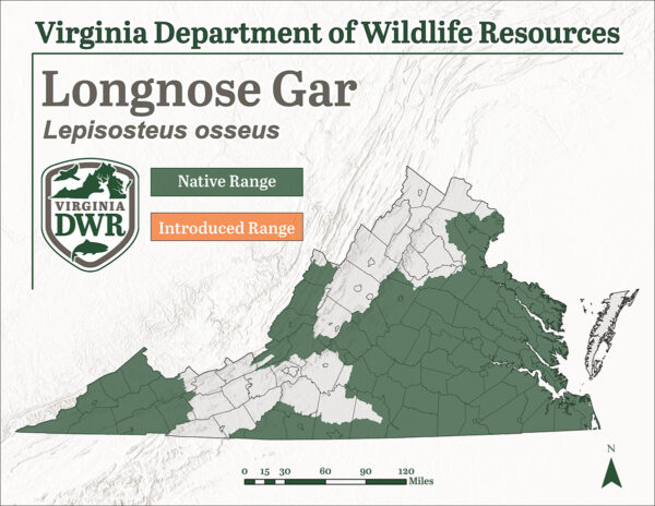 長鼻煙在弗吉尼亞州散落的地區，主要是在州的東部和最北部地區