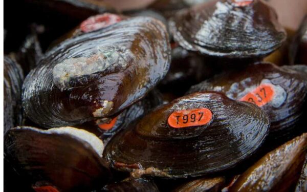 繁殖的詹姆斯·斯皮尼姆斯正在重新引入地點種植。攝影： © Meghan Marchetti - DWR