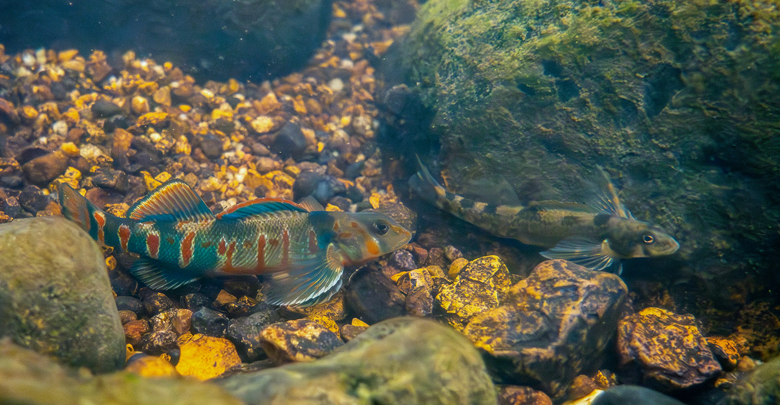 在灰色和黑色的女性旁邊,一個鮮豔的紅色和藍色條紋飛鏢的圖像
