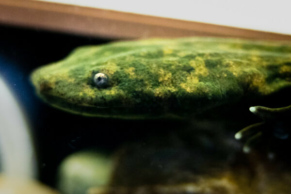 東方地獄魔的頭。