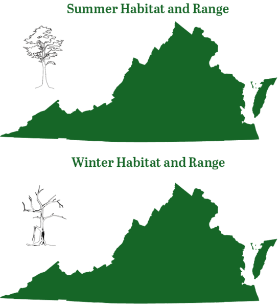 東部紅蝙蝠全年都在弗吉尼亞州發現