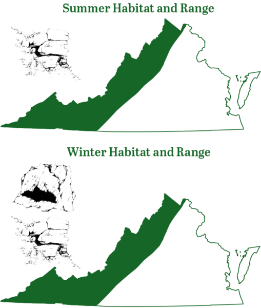 東部小腳蝙蝠在夏季和冬天都在弗吉尼亞州山區發現