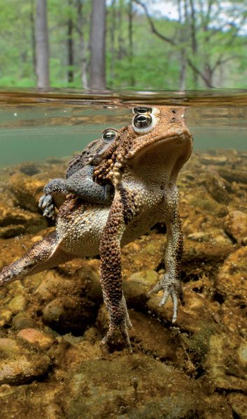 東美洲烏龜的圖像