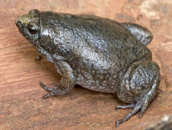 一隻東方窄口的烏鴉的圖像