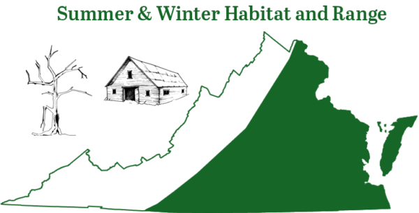 夜蝙蝠在維吉尼亞州的皮埃蒙特和沿岸平原,除了山脈高原外,都可以發現。