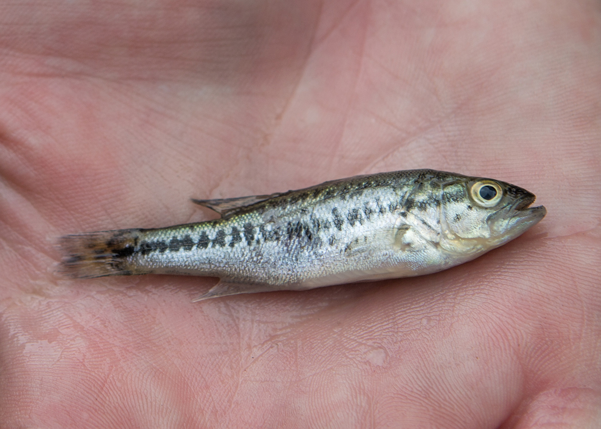 一個年輕的大牛低音的圖像