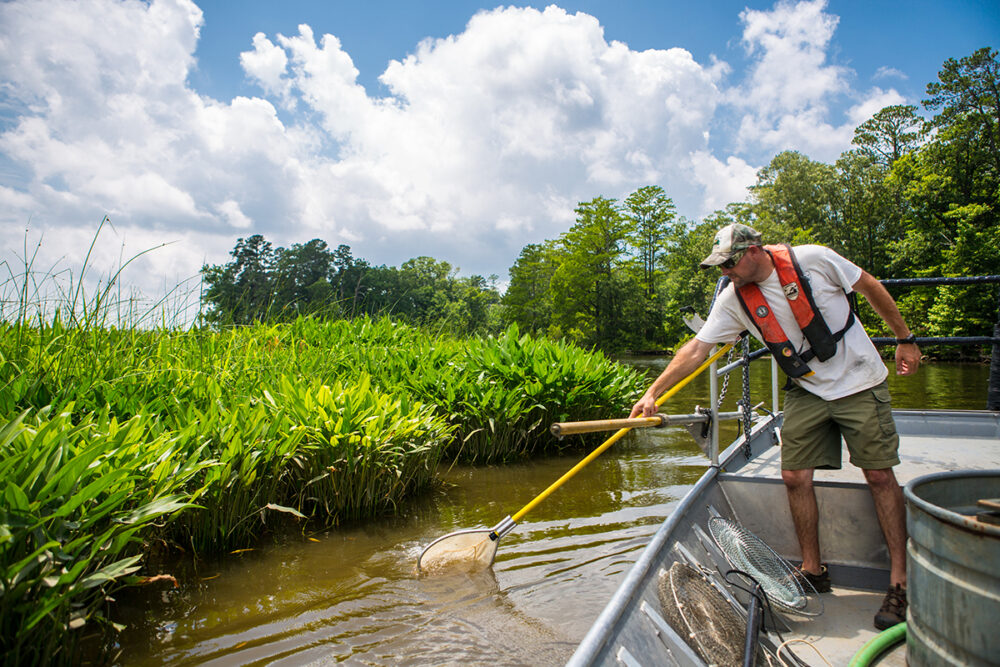 一個在奇卡霍米尼河上船上的男子,用網襪帶著年輕的大黃瓜的圖像